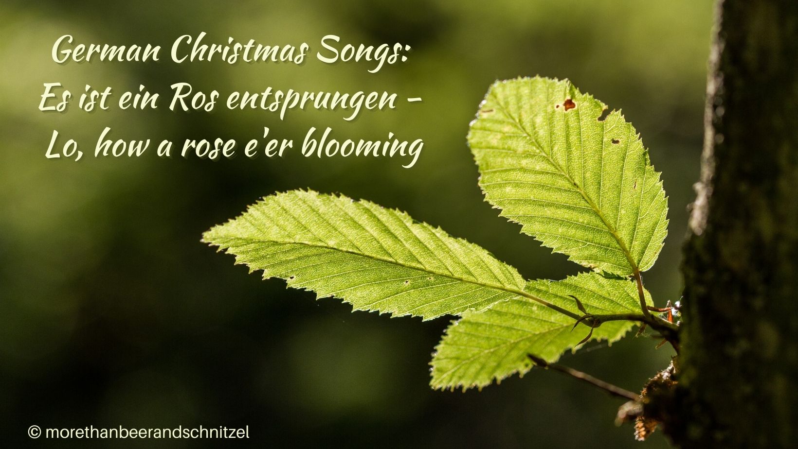 three leaves/sprigs growing from a partially see tree trunk. text says: German christmas songs es ist ein ros entsprungen lo how a rose e'er blooming