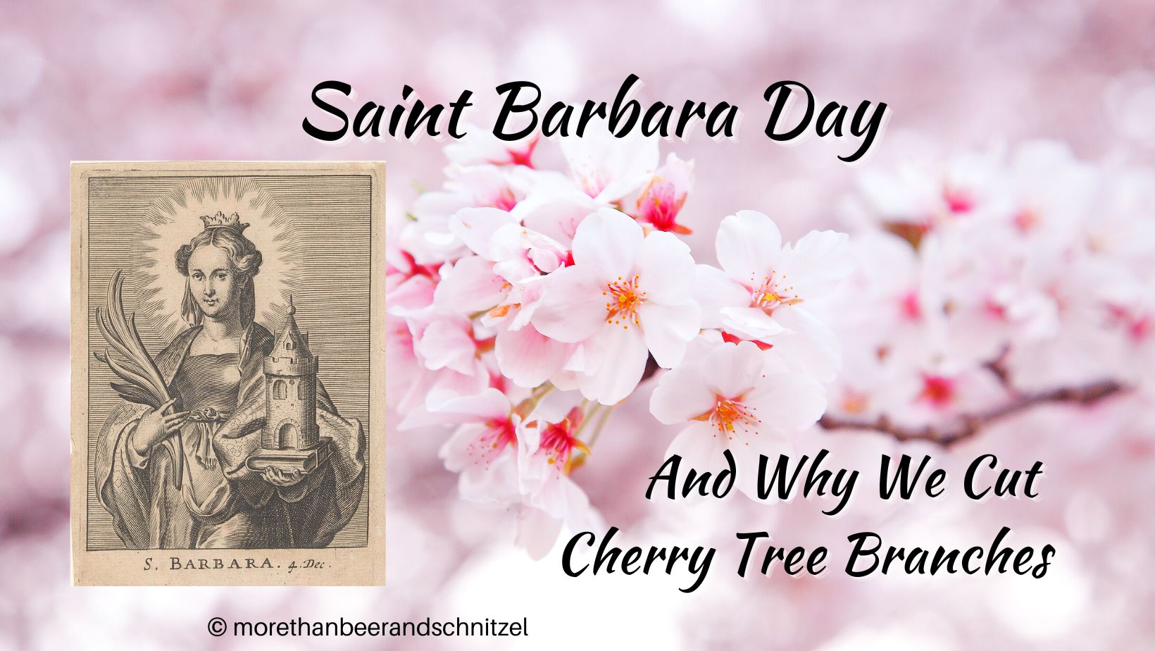 barbaratag saint barbara cherry tree