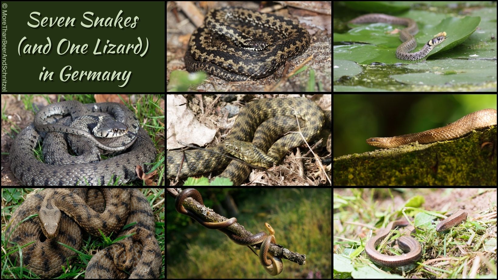 seven different snake that live in germany and one lizard that looks like a snake