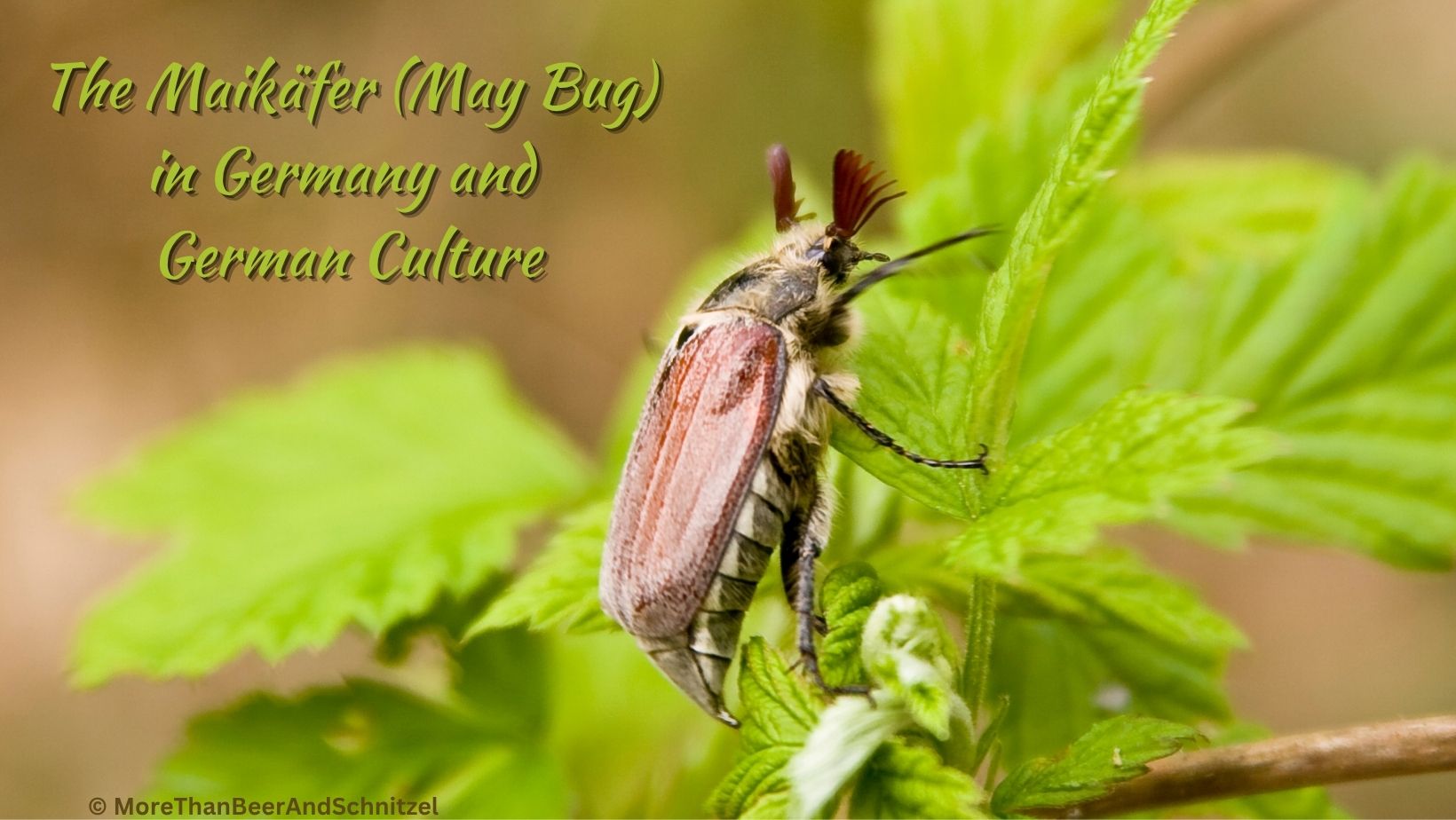 May Bug Maikäfer in Germany and German Culture, like literature, art, postcards, military, festivals, and cars