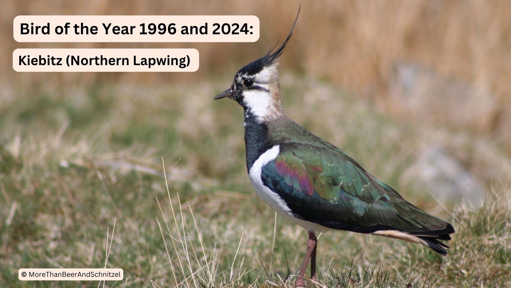 Bird of the year 1996 and 2024 in Germany. Kiebitz, northern lapwing