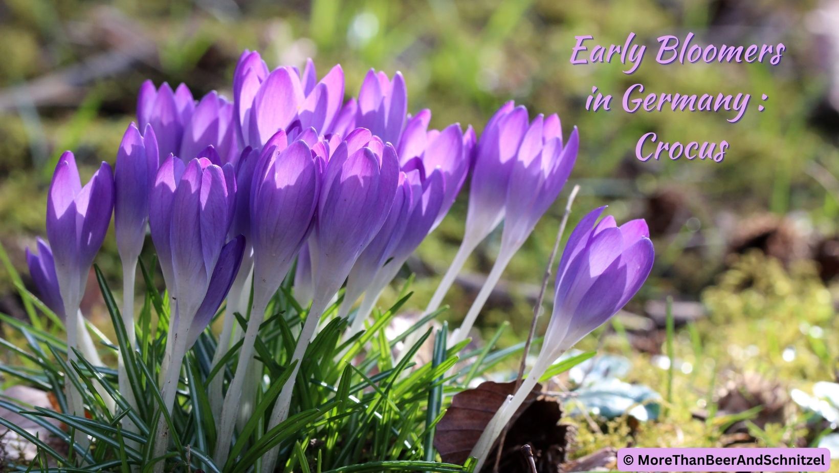 Image shows multiple violet crocuses in bloom. in the upper right corner, you can see the title "Early bloomers in Germany: Crocus".