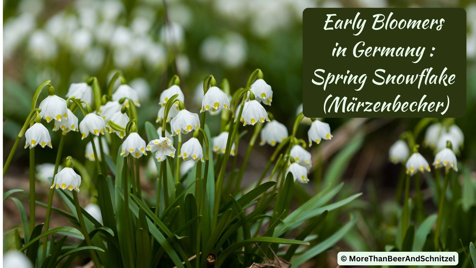 blooming spring snowflakes (Märzenbecher) on the left of the image. Long green stems with white flowers/blossoms hanging down. yellow dots at the tips of the white petals.